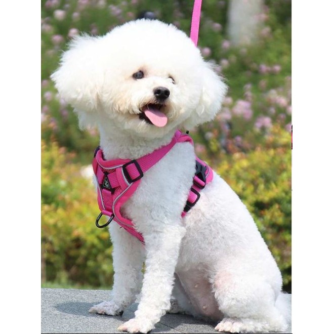Pet Harness And Leash Set - SHEIN BD